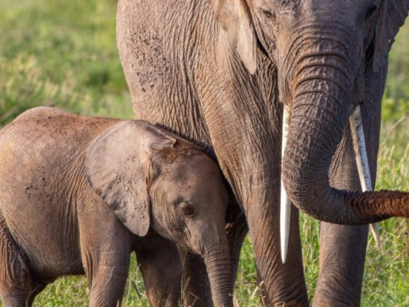 7-Day Exciting Kenya Holiday Budget Safari