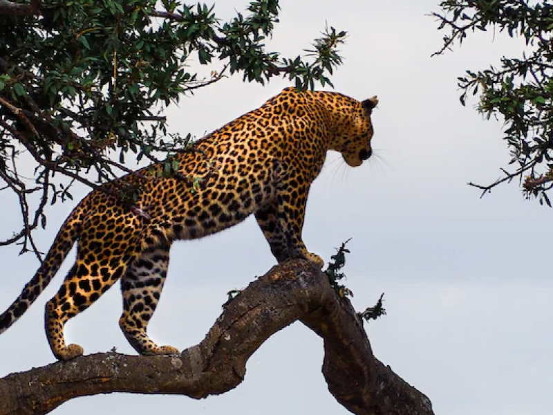 5-Day Private Budget Safari- Masai Mara-Nakuru-Naivasha