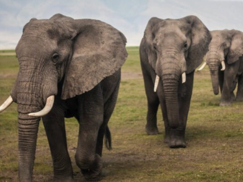 3-Day Tsavo West & Amboseli Safari