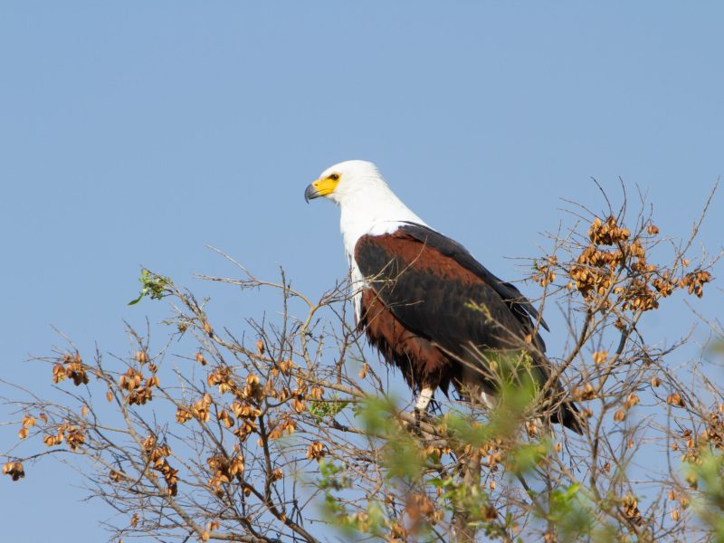 8-Day Kenya Best Parks Wildlife Safari to Diani Beach