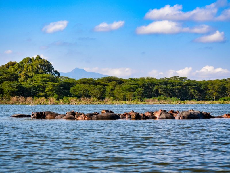 5-Day Masai Mara – Nakuru – Naivasha Private Budget Tour