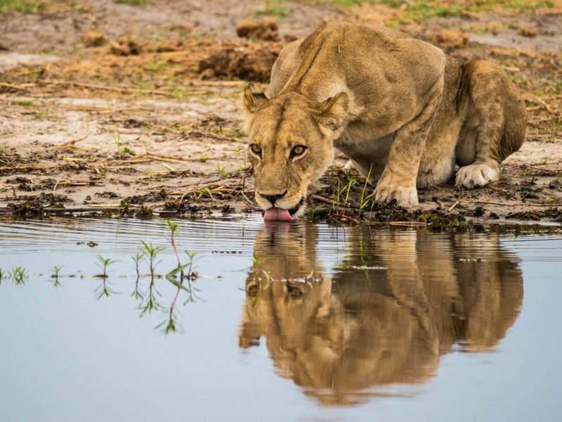 2-Day Masai Mara NP Fly in Lovers Adventure Tour Safari