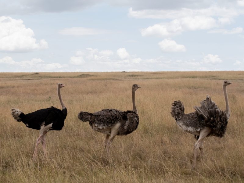 3-Day Amboseli Safari Holiday