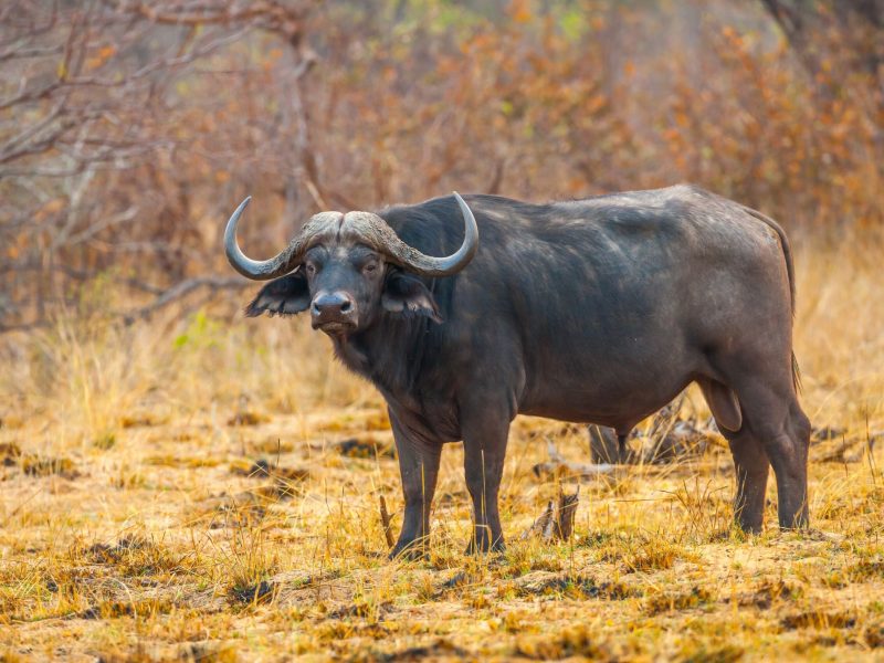 7-Day Mara Nakuru Naivasha Amboseli Private Cruiser Tour