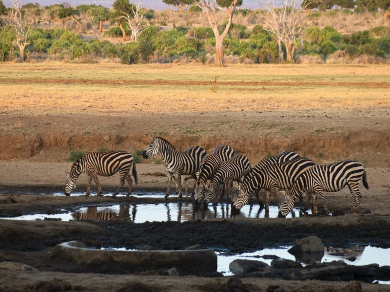 5-Day Amboseli, Nakuru, Mara Kenya Budget Safari Tour