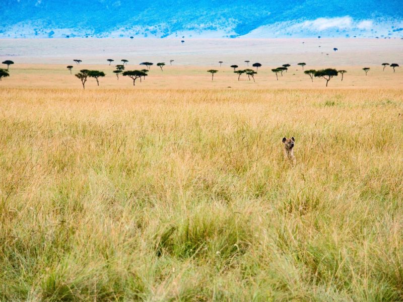 3-Day Best Masai Mara Safari from Nairobi