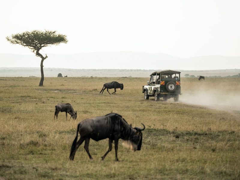 13-Day Kenya & Tanzania Wildebeest Private Budget Safari