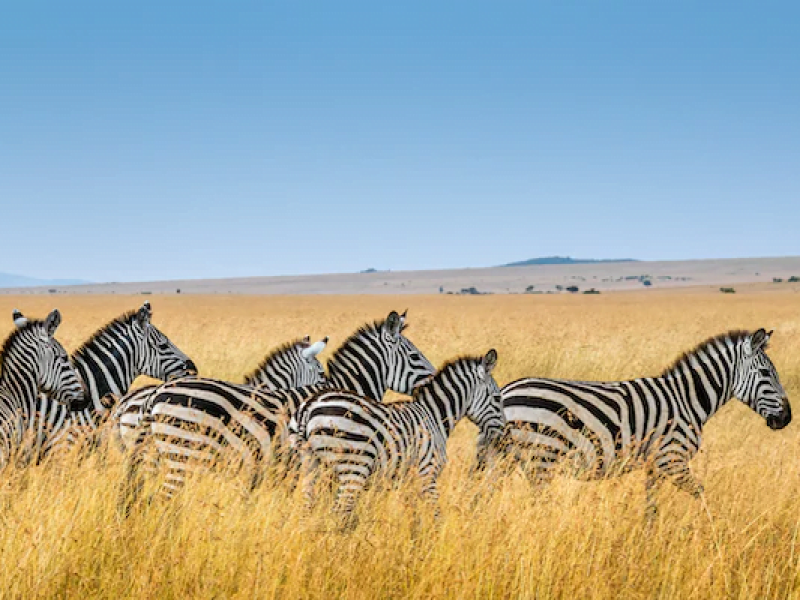 4-Day Masai Mara, Lake Nakuru & Lake Naivasha Holiday