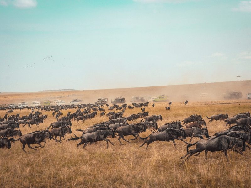 10-Day Kenya & Tanzania Wildebeest Private Budget Safari