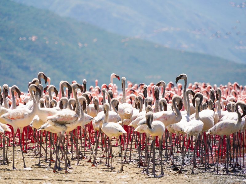 2-Day Lake Baringo-Lake Bogoria Tour
