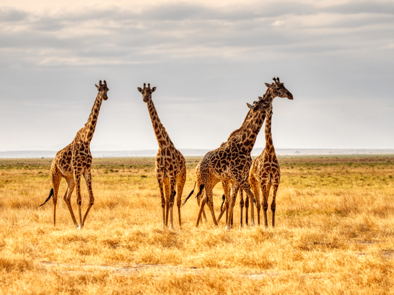 3-Day Masai Mara Lake Naivasha Boat Safari