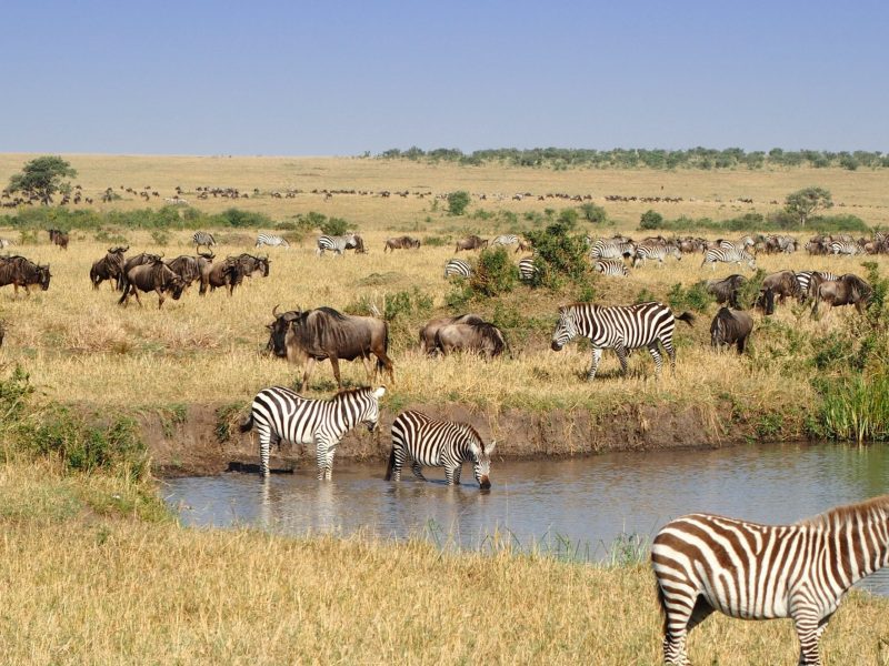 4-Day Masai Mara NR Budget Tour from Nairobi