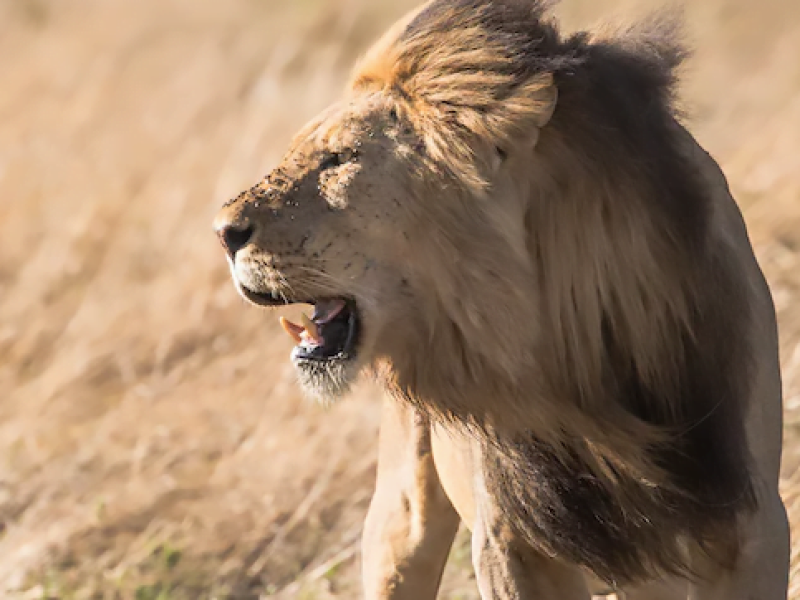 4-Day Ngutuni Sanctuary / Tsavo East / Salt Lick Lodge