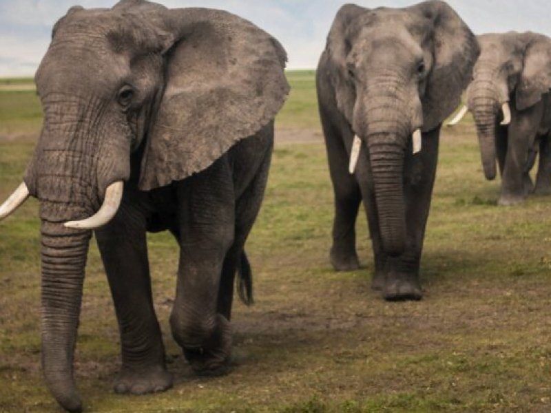 2-Day Amboseli Safari