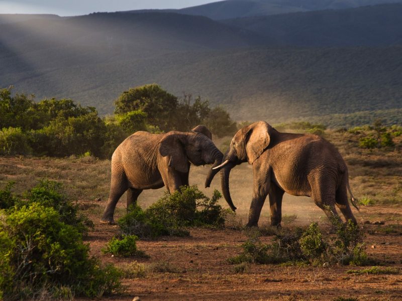 14-Day Kenya & Tanzania Wildlife Tracking Private Safari