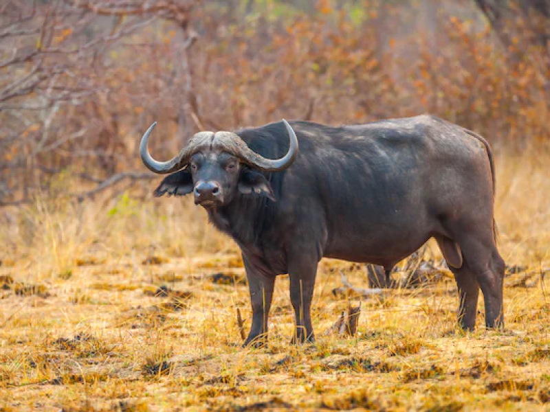 6-Day Big Five Private Van Safari in 3 National Parks