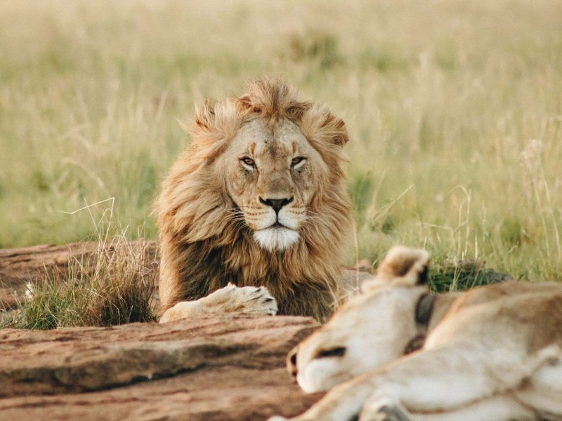 3-Day Best of Masai Mara- Naivasha’s Hell’s Gate Safari