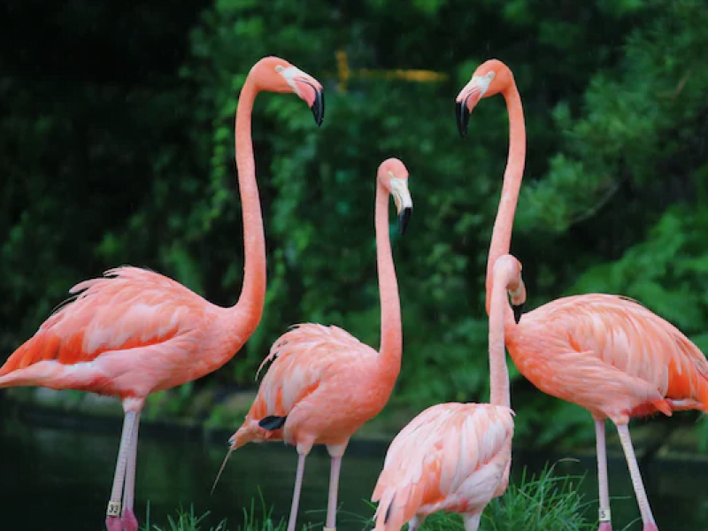 5-Day Wildlife Birds Safari to Mara, Nakuru & Amboseli