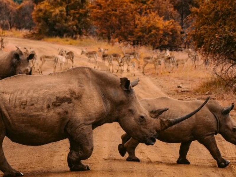 7-Day Masai Mara/ L Naivasha/ L Nakuru & Amboseli Safari